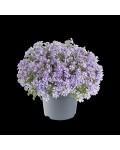 Phlox subulata Fabulous Blue Violet